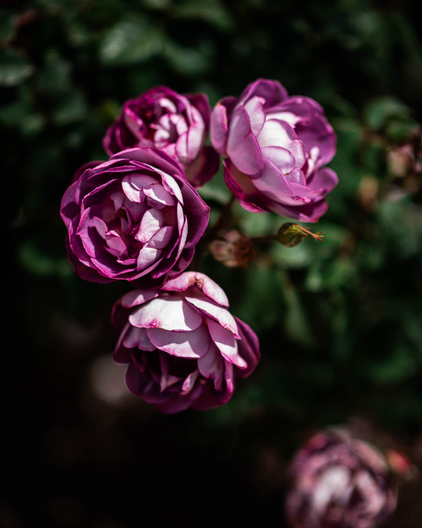 Adelaide Botanic Gardens, ADL Botanical, Early Spring, Fine Art Photographer, Naina, Naina Redhu, Professional Photographer, Naina.co, Roses, Nature, Landscape Photography, Nature Portraiture, South Australia