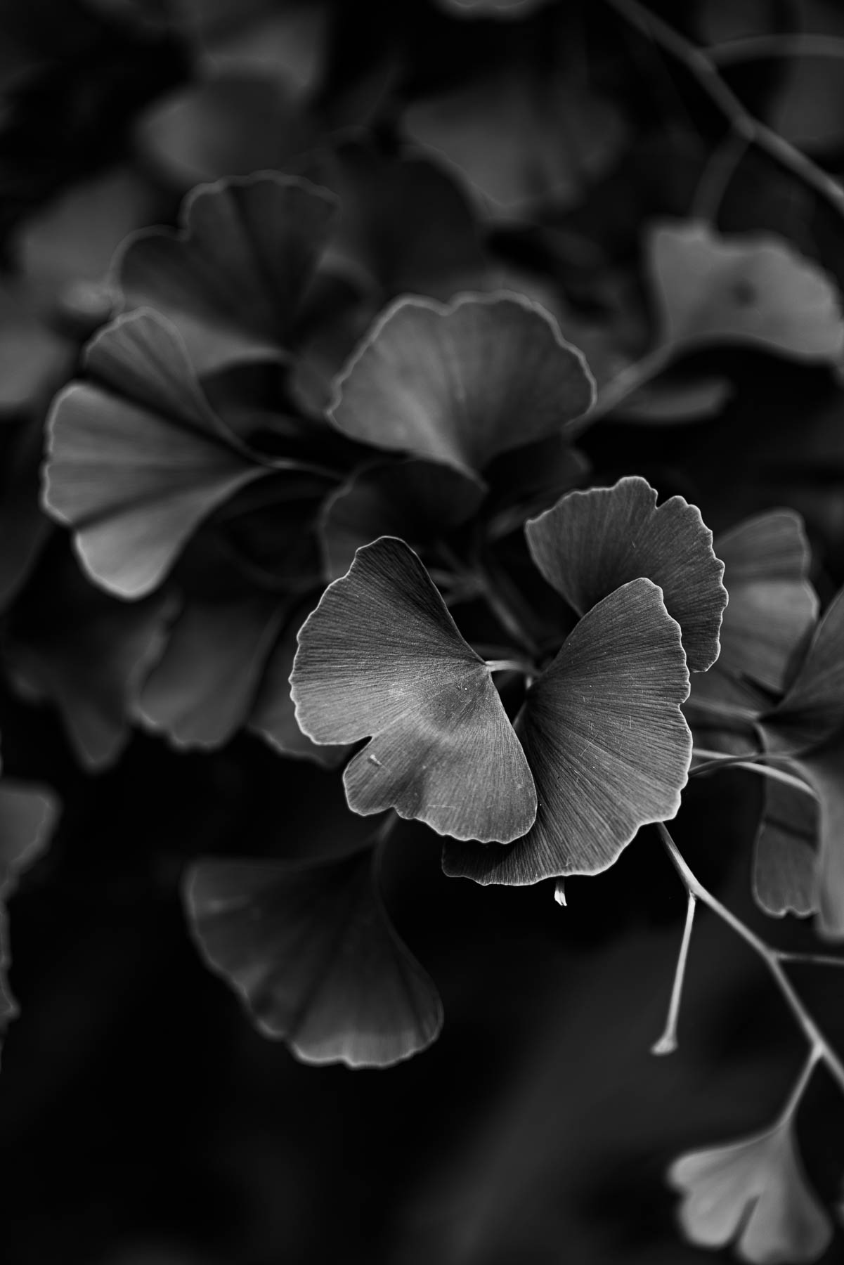 Adelaide Botanic Gardens, ADL Botanical, Early Spring, Fine Art Photographer, Naina, Naina Redhu, Professional Photographer, Naina.co, Roses, Nature, Landscape Photography, Nature Portraiture, South Australia